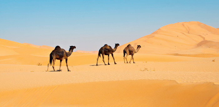 Wasser unter der Wüste