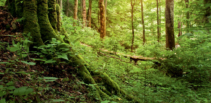 „In den Wurzeln liegt die Kraft“