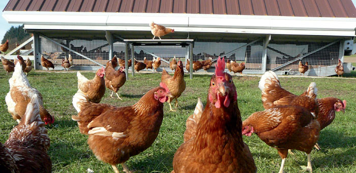 Ökologische Agrarwissenschaften