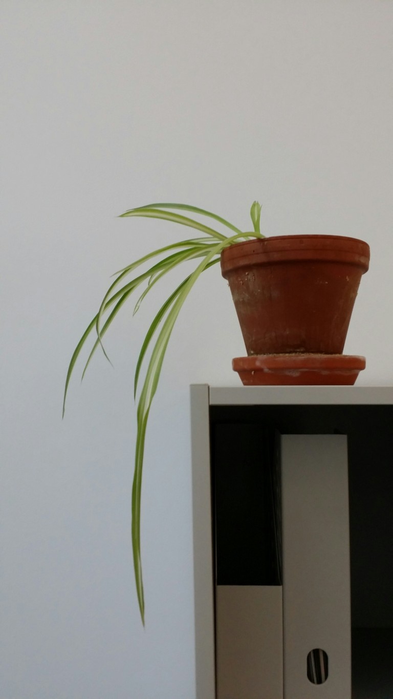 Besser konzentrieren: Pflanzen am Arbeitsplatz