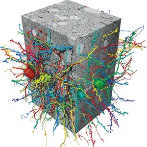 Foto: MPI für Neurobiologie, Julia Kuhl