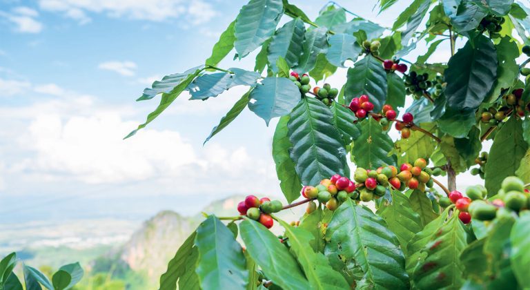 Nachhaltigkeit in Äthiopien und in Deutschland